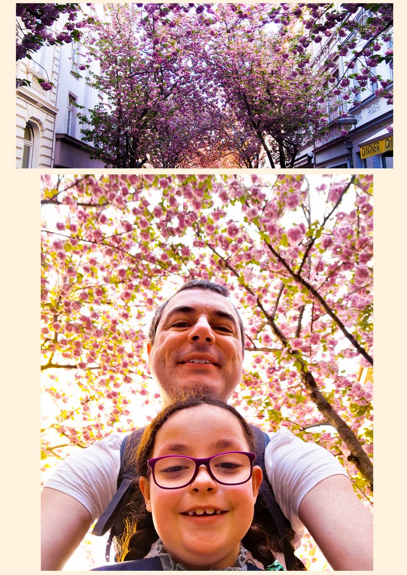 A rua mais linda da Alemanha e as flores de cerejeiras da cidade de Bonn