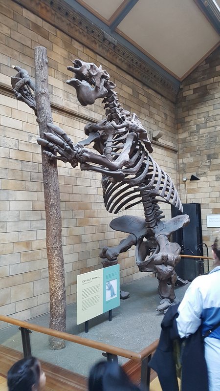 Guia completo para o Museu de História Natural de Londres - Preguiça gigante