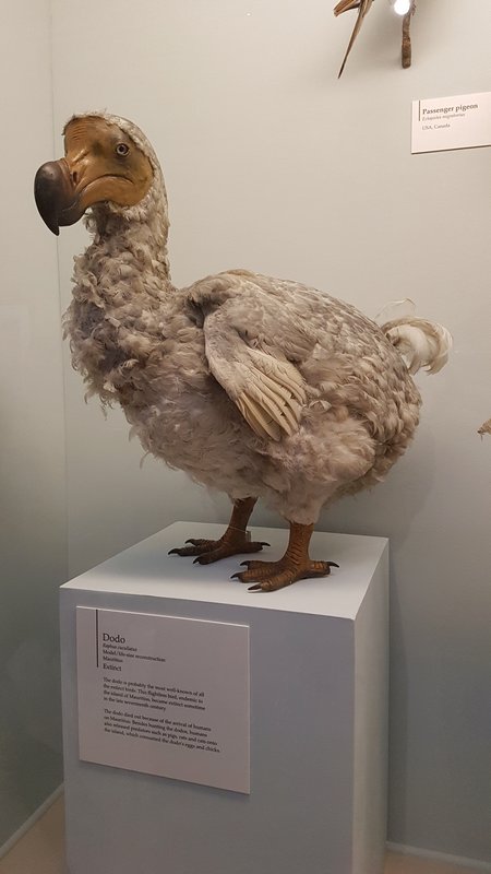 Guia completo para o Museu de História Natural de Londres - Pássaro dodo