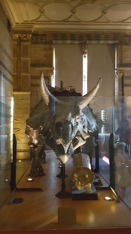 Guia completo para o Museu de História Natural de Londres - Área de exposição de dinossauros