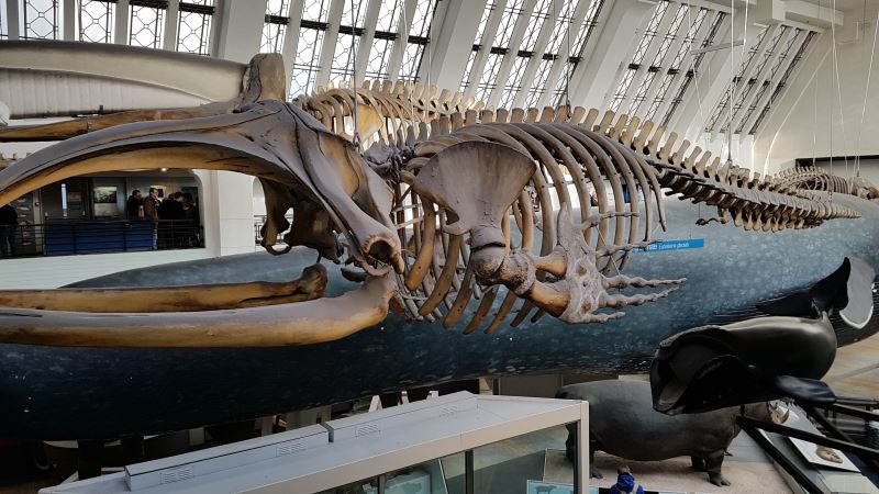 Guia completo para o Museu de História Natural de Londres - Sala de mamíferos e baleia azul