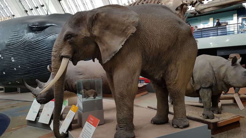 Guia completo para o Museu de História Natural de Londres - Sala de mamíferos e baleia azul