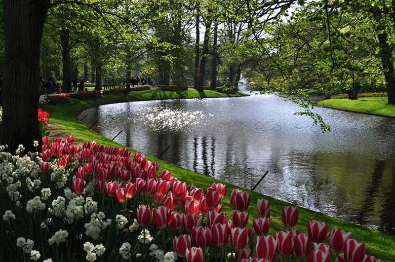 O maior jardim de tulipas do mundo na Holanda