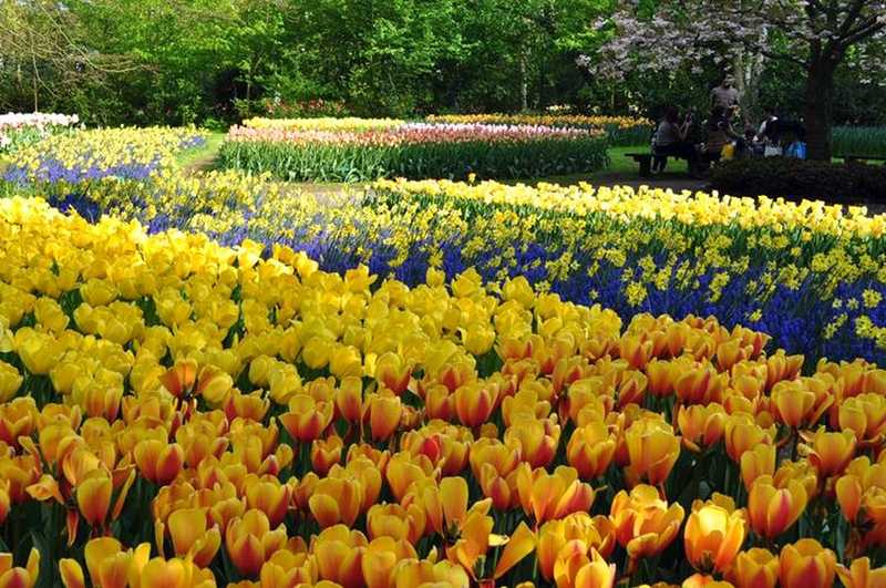 O maior jardim de tulipas do mundo na Holanda