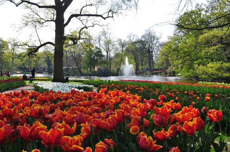 O maior jardim de tulipas do mundo na Holanda