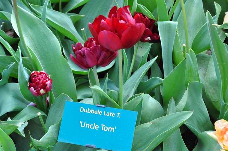 Keukenhof, na Holanda, Lisse - Essa é para a tia Leca e o uncle Tom :D