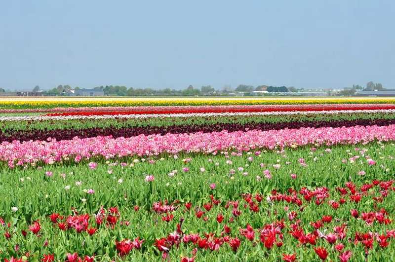 Keukenhof, na Holanda, Lisse - Campos de flores, é só parar o carro e descer para ver essa maravilha!