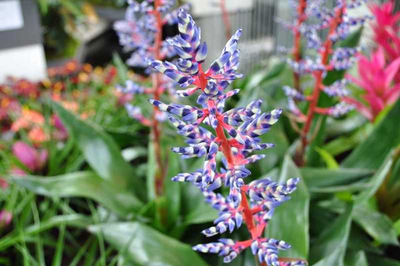 Keukenhof, na Holanda, Lisse - Pavilhão Juliana