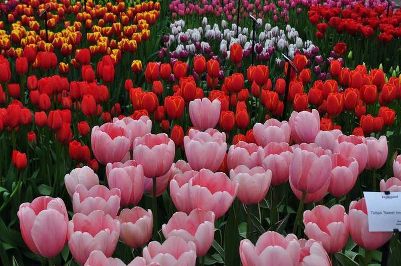 Keukenhof, na Holanda, Lisse - Pavilhão Willem-Alexander