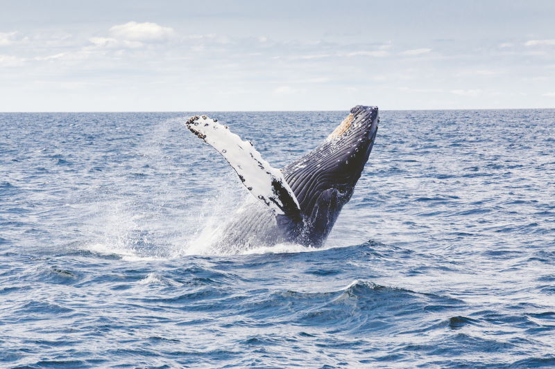 Podcast Ligado em Viagem #20 - [História de Viagem] Turismo comunitário e o ciclo da vida das baleias no Chile (com T+M)