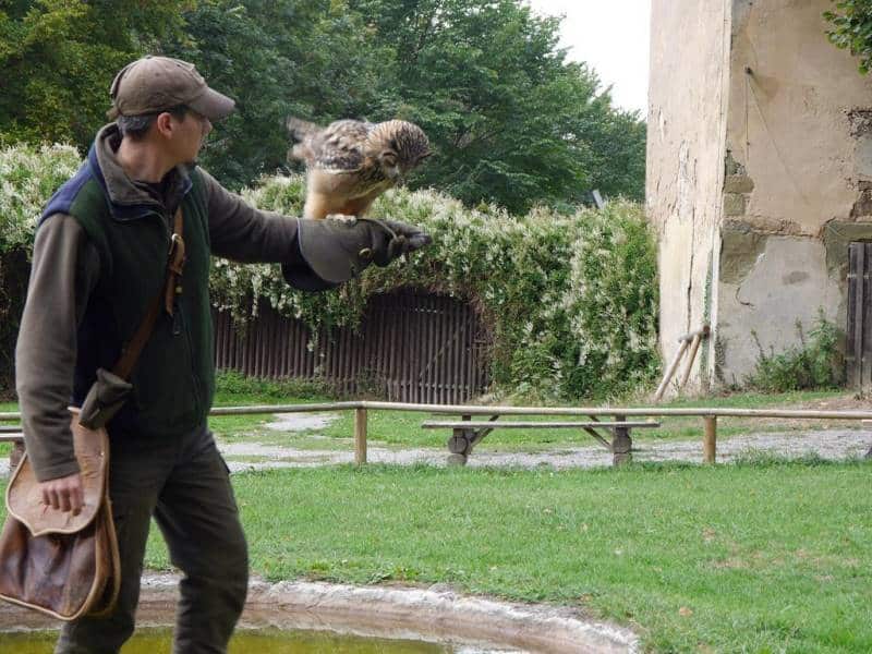 Apresentação de falcoaria no Schloss Schillingsfürst