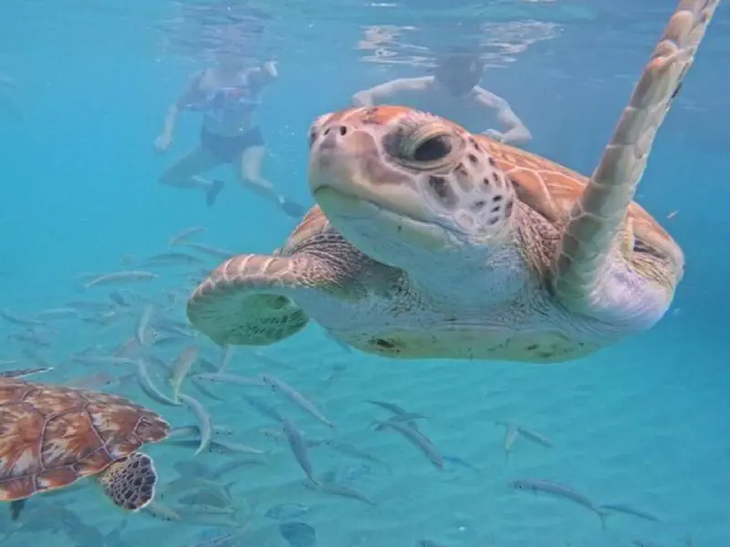 melhores praias de Curaçao e nade com tartarugas